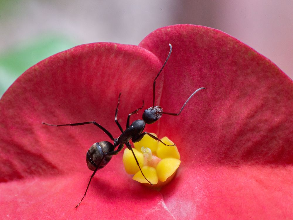 Фотография автора Laddu Sasindu Pramuditha De Silva