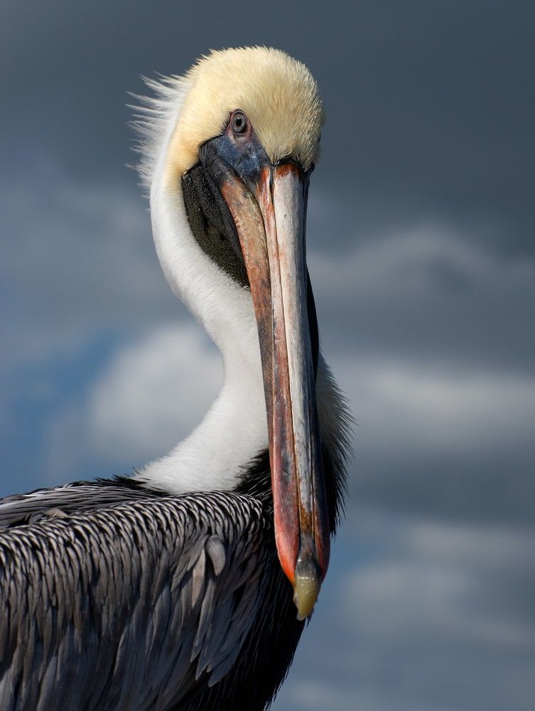 Pelican