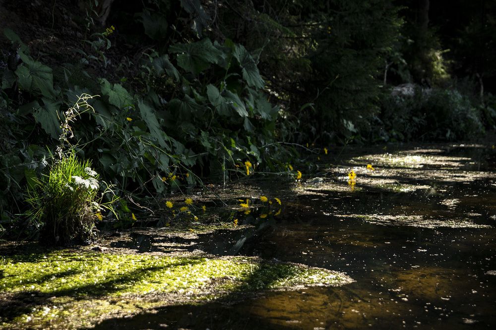 Фотография автора Андрей Рогов