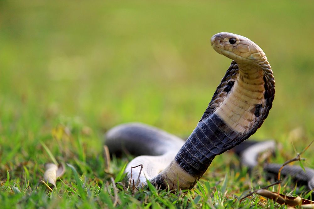 Photograph by Ayanendu De