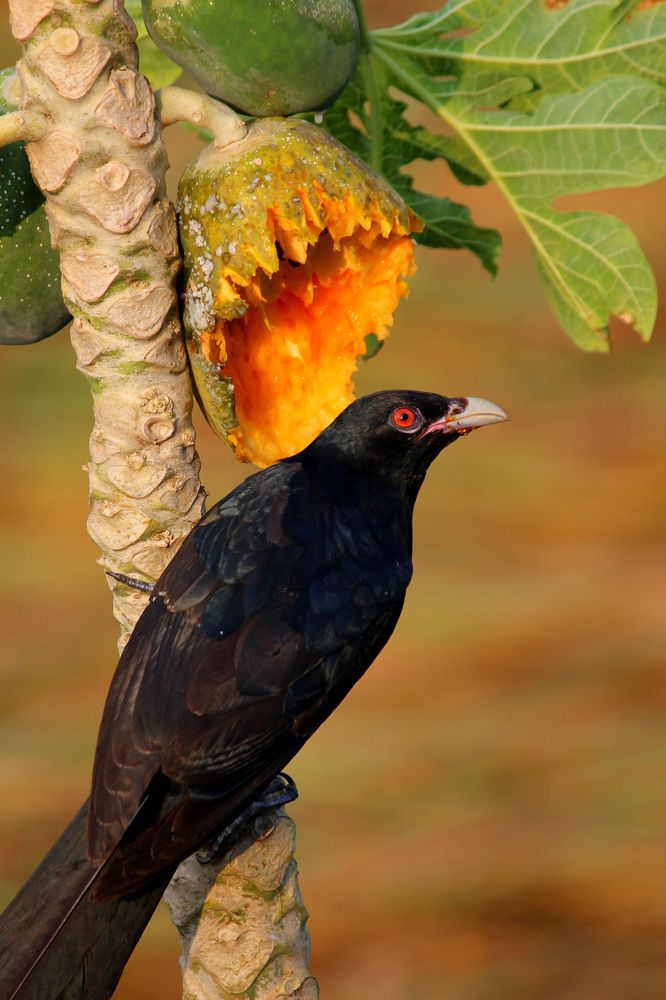 Photograph by Ayanendu De