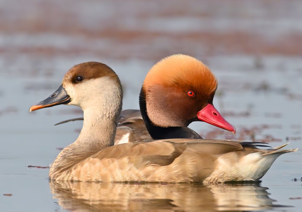 Photograph by Abhishek Manna