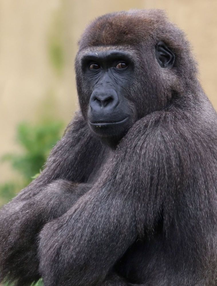 Фотография автора caroline martin (dony)