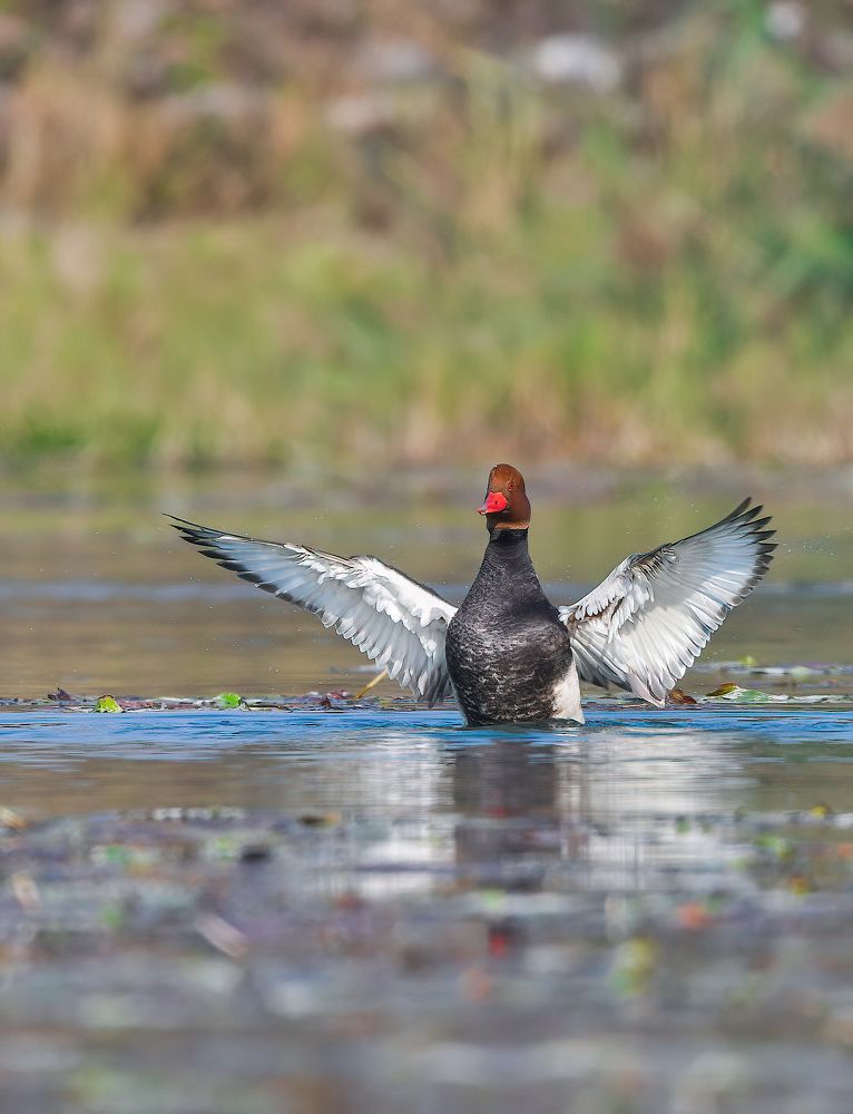 Photograph by Somenath Nandy