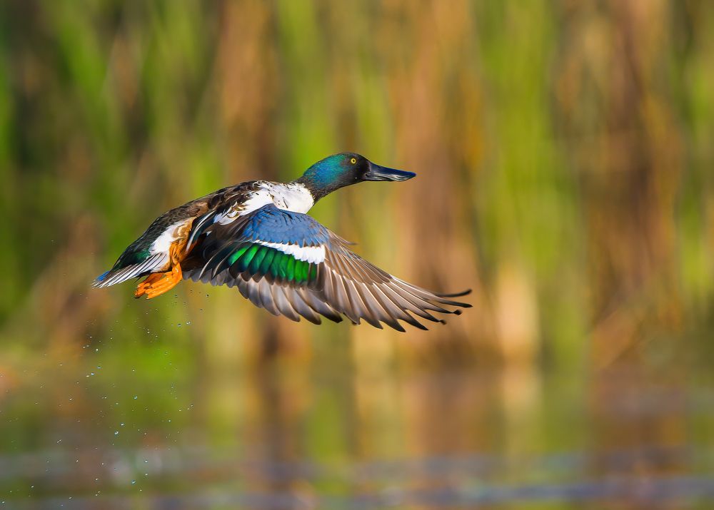 Photograph by Somenath Nandy