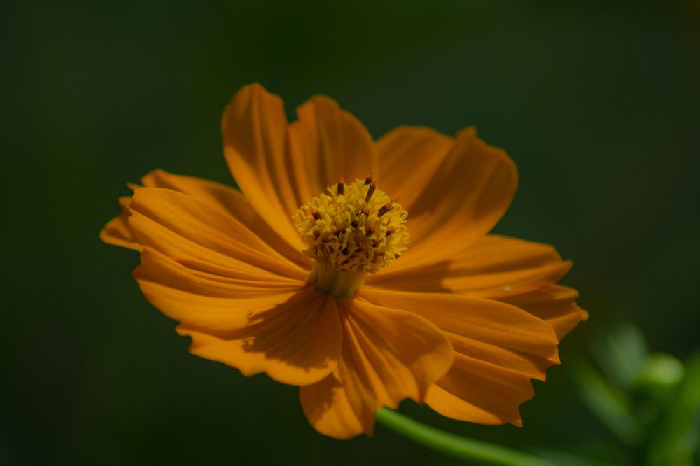 Фотография автора Laverde Yako