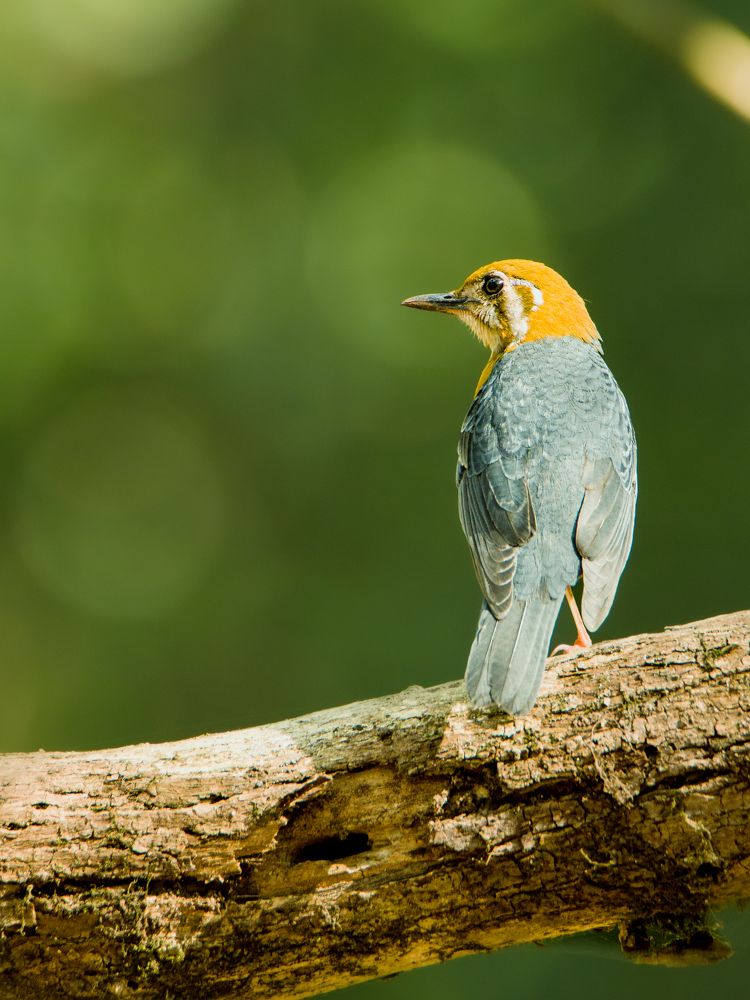 Photograph by sunil agadi