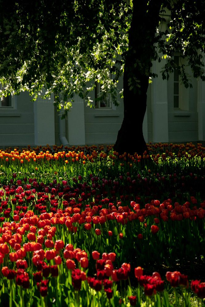 Photograph by Nora Cheprasova