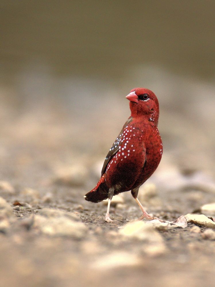 Photograph by sunil agadi