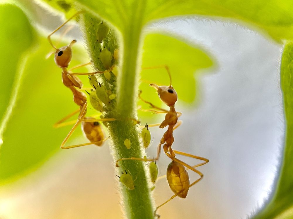 Busy ants