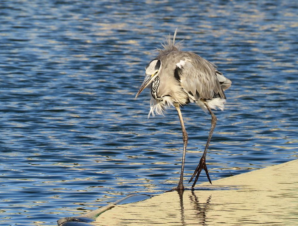 Где же рыбка