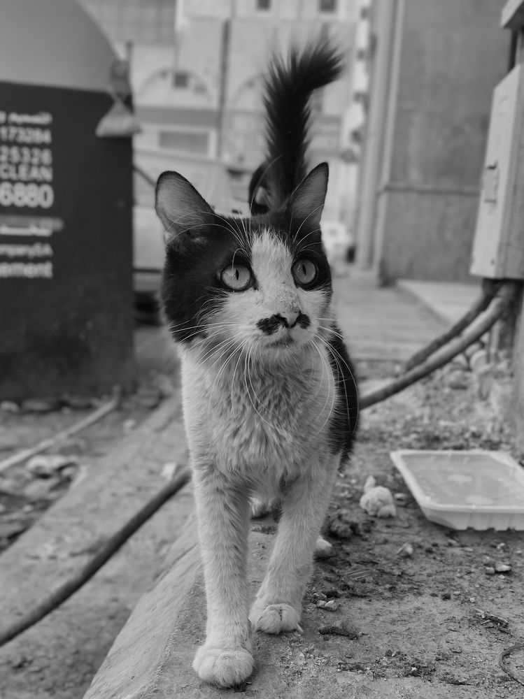 Photograph by Abdul Azeez Mohamed Ashif