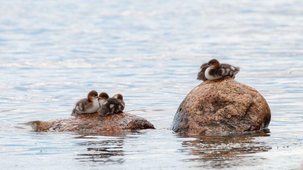 Photograph by Алексей Прокопенков