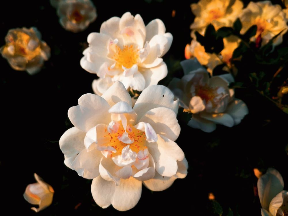 Photograph by Ирина Скворцова