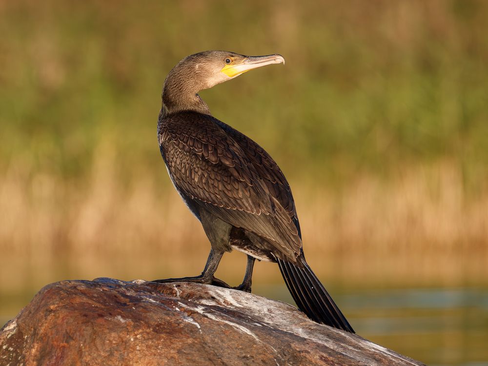 Photograph by Алексей Прокопенков