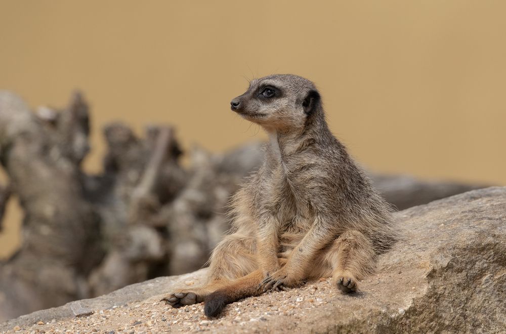 Фотография автора MARIA KULA