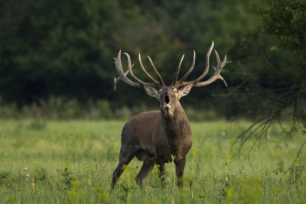 Photograph by Predrag Kostin