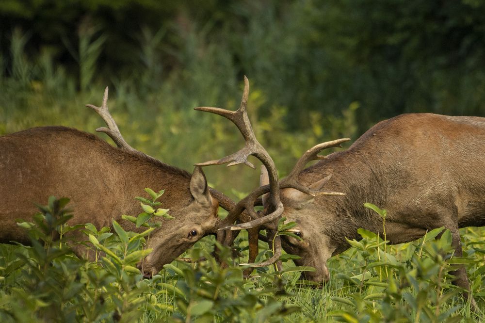 Photograph by Predrag Kostin