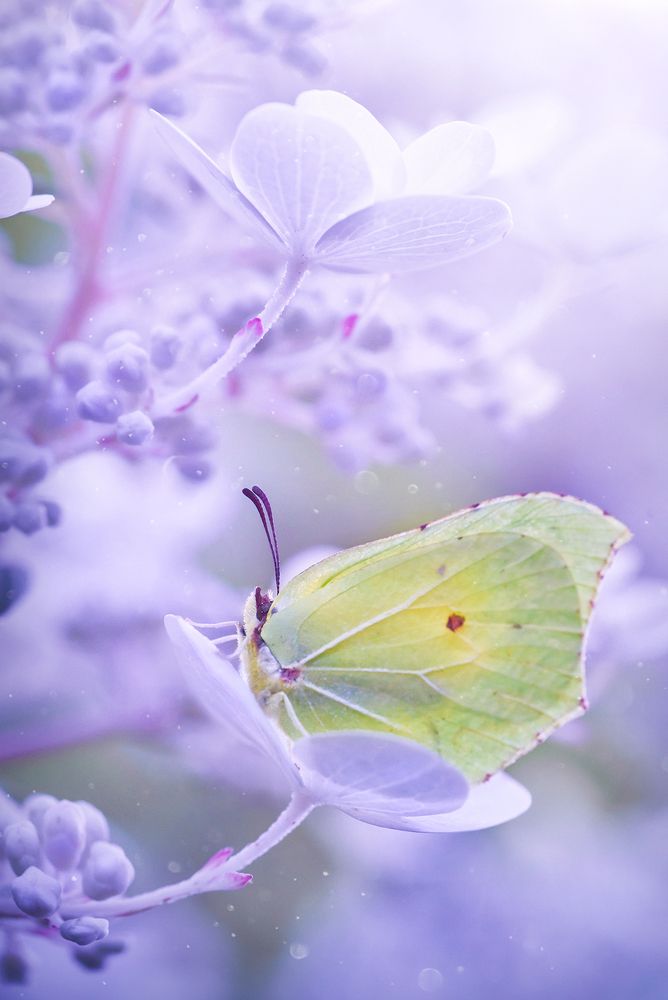 Туманное утро