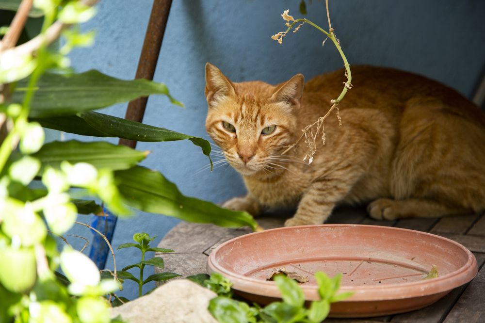 Photograph by Olga Mazo