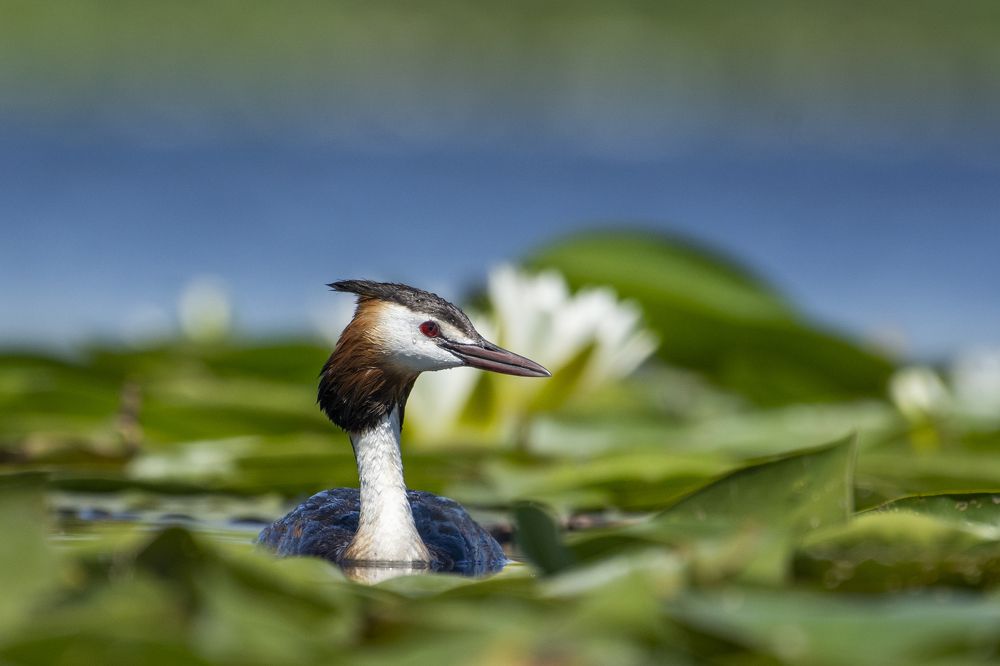 Photograph by Predrag Kostin