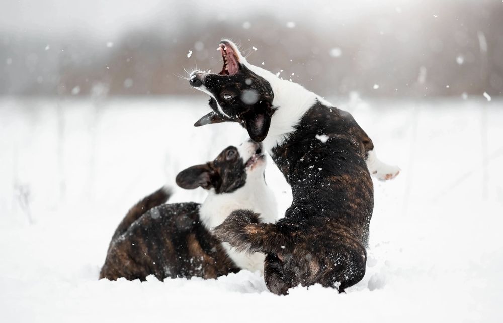 Photograph by Анна Покровская