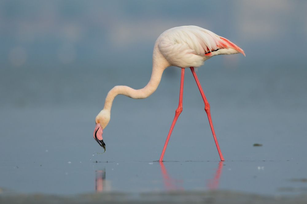 Фотография автора Niranjan Acharya