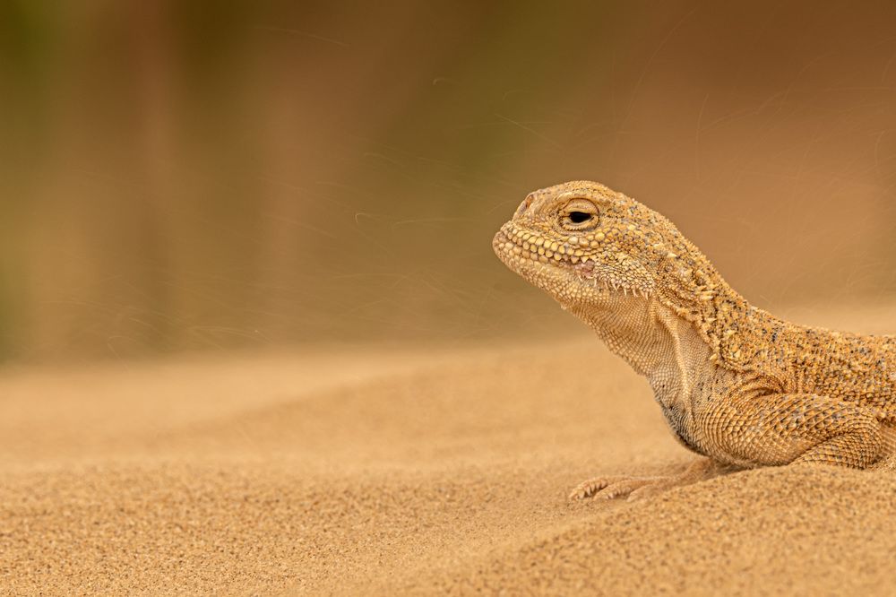 Сфинкс и пески Времени