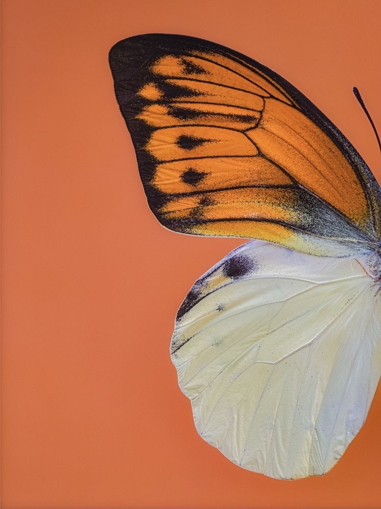 Photograph by Yuan Ji