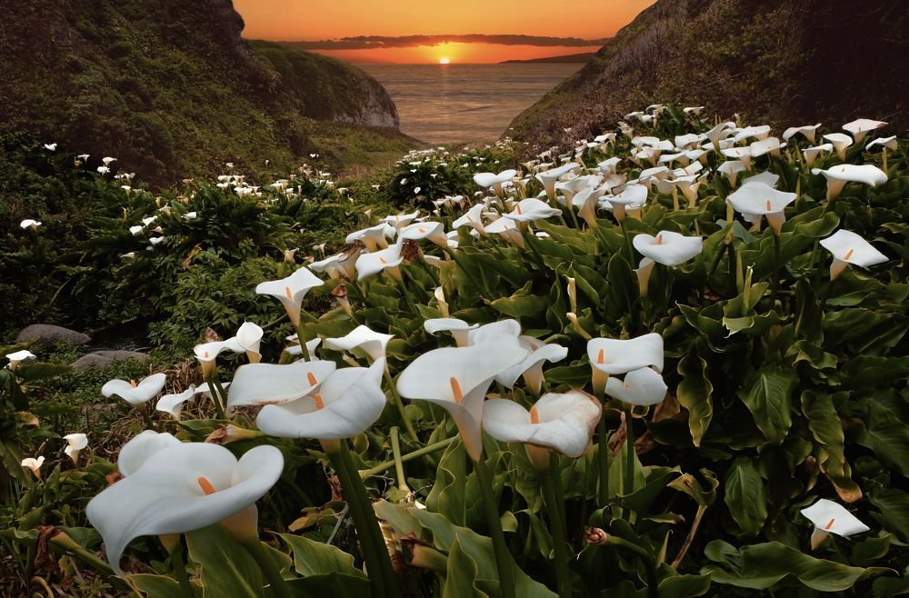 Лилии Калла