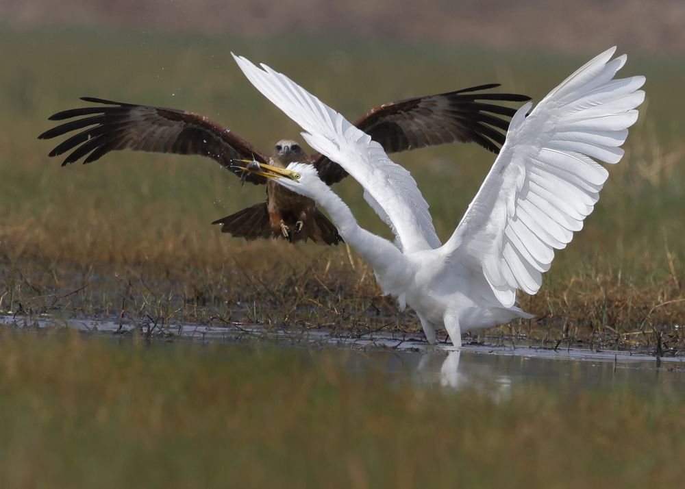 Photograph by Partha Sarkar