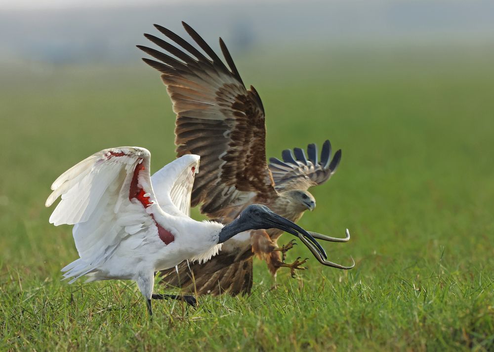 Photograph by Partha Sarkar