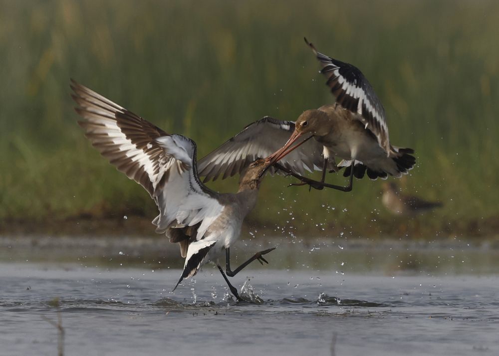 Survival of the Fittest