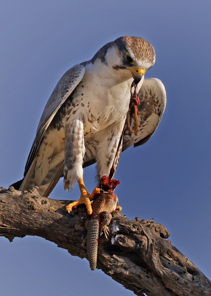 Laggar Falcon With Prey, Tal Chhapar, Rajasthan, India