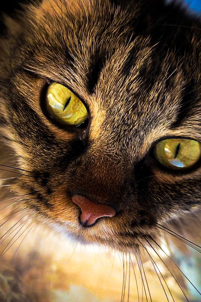 Фотография автора Александра Глускер