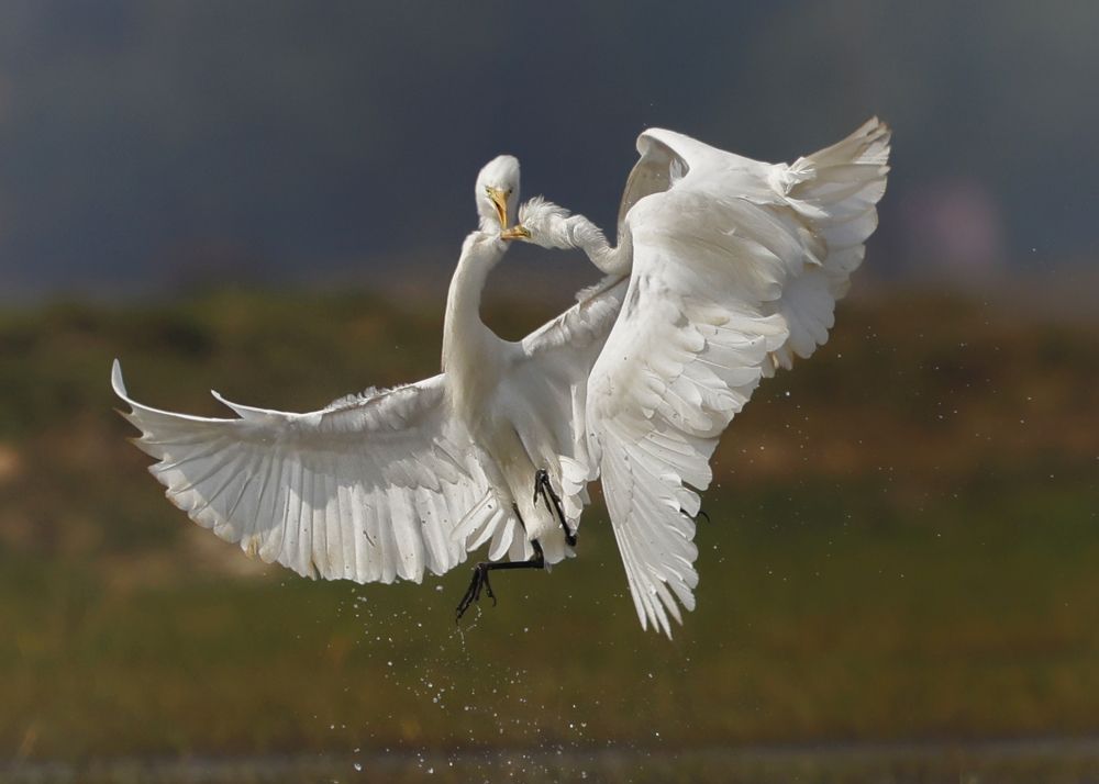 Photograph by Partha Sarkar