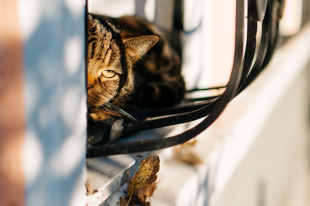 Осенний кот.