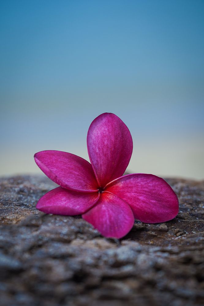 Photograph by Nada Taresh