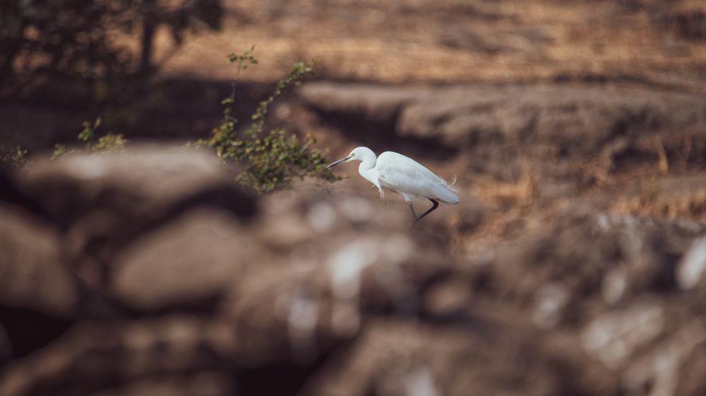 Photograph by Sanjay Anand Mishra