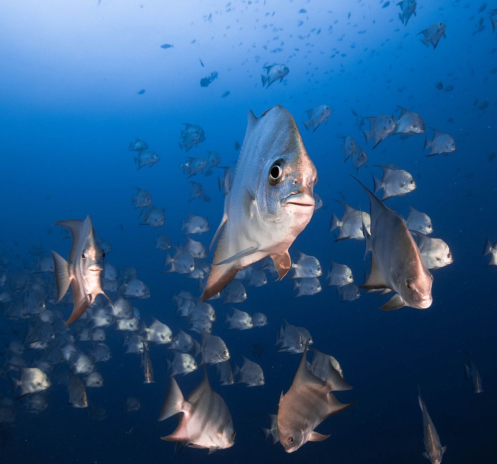 Ejército de valientes