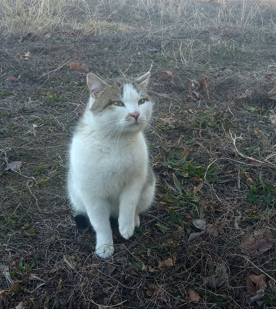 My cat Moshu in the garden.