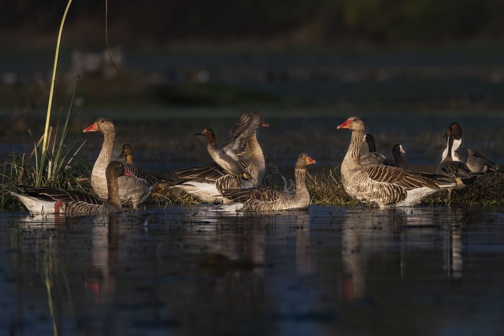 Greylag goose with Eurasian teal flying