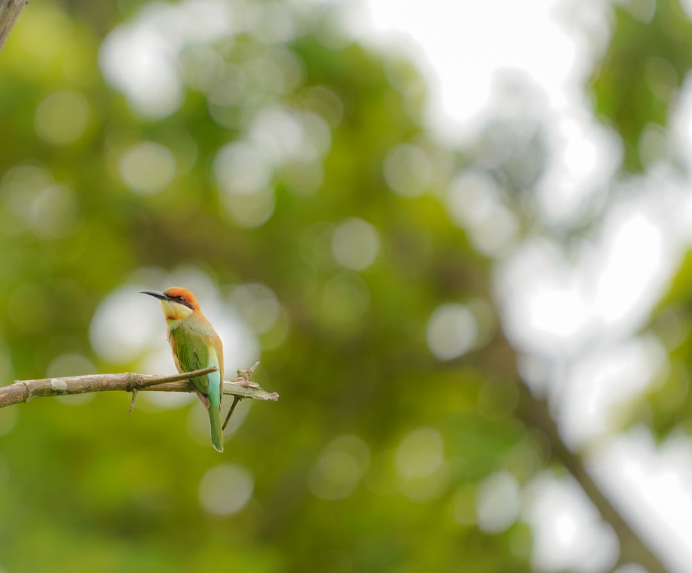 Photograph by Ravindra b n