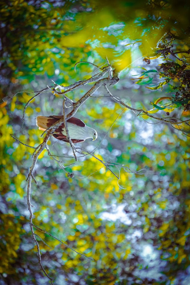 Photograph by Ravindra b n