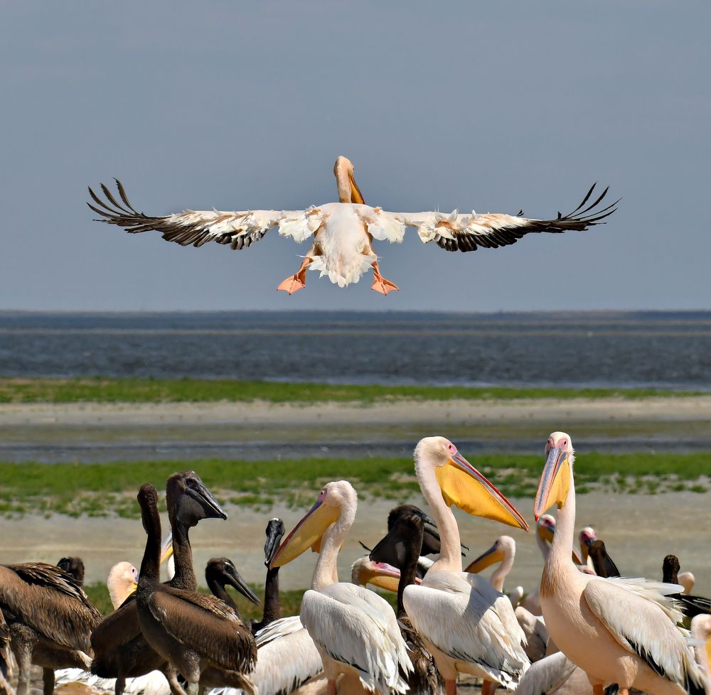 Фотография автора Алла Кожевникова