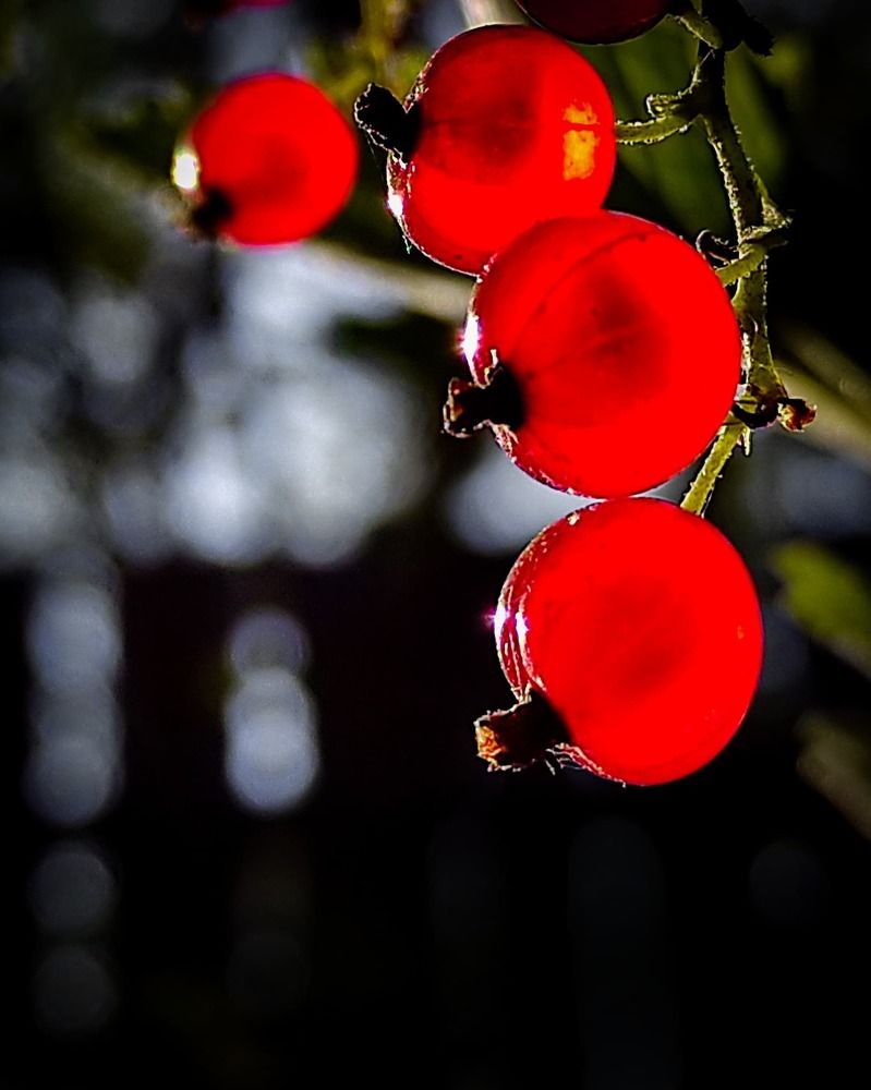 Photograph by Helen Ka