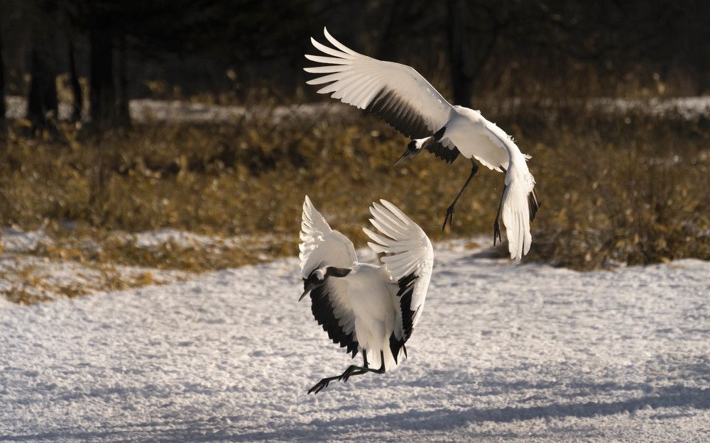 Photograph by Николай Мозгунов