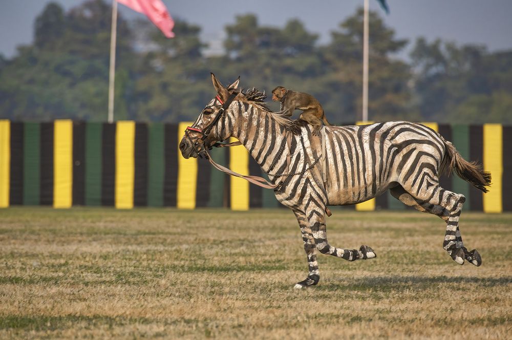 Фотография автора SANTANU BOSE