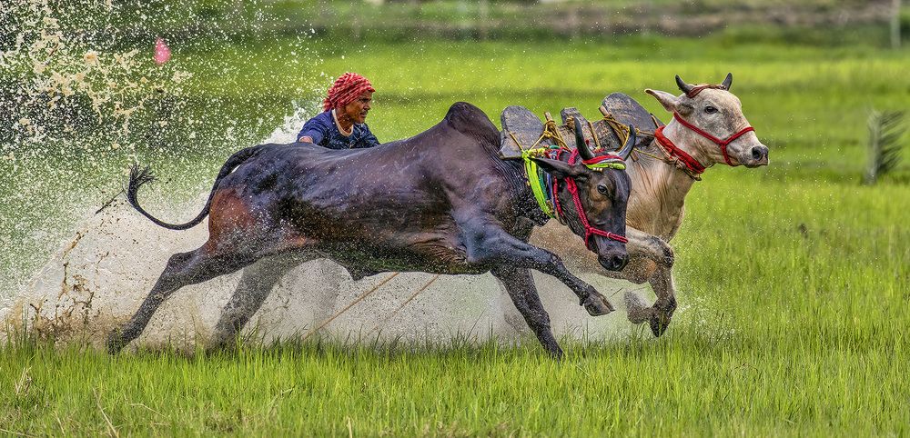 Фотография автора SANTANU BOSE