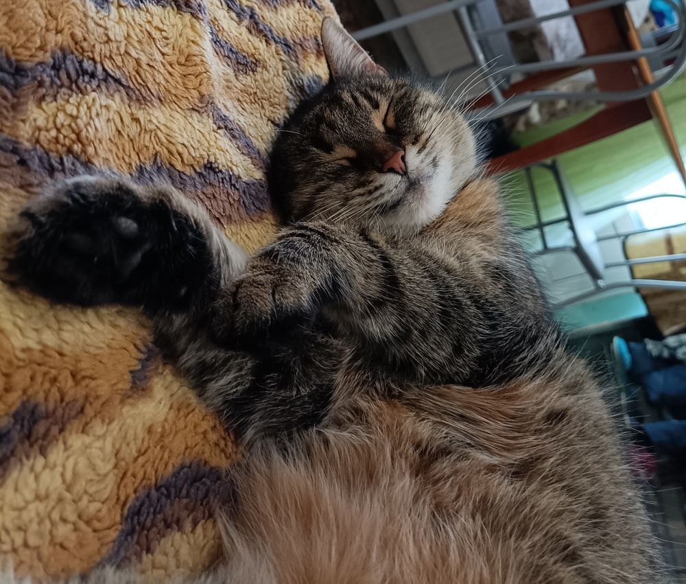 Блаженство сна